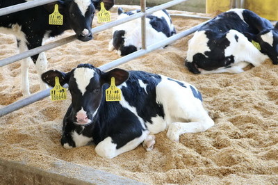 现代牧业获《农场动物福利产品》认证,三只小牛带来幸福奶味