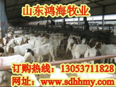 山东畜牧局肉驴种羊价格肉驴肉牛网专业肉牛养殖基地-钱眼产品